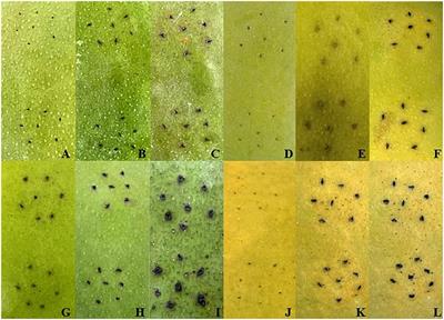 Transcriptomic and proteomic analyses of Mangifera indica in response to Xanthomonas critis pv. mangiferaeindicae